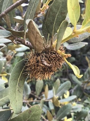 Chrysolepis sempervirens