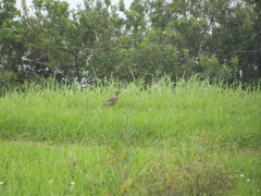 Macronyx capensis capensis