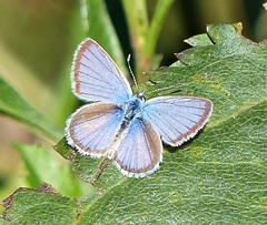 Hemiargus hanno hanno