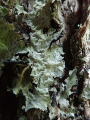 Platismatia norvegica