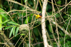 Ploceus jacksoni