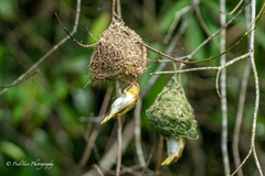 Ploceus jacksoni