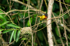 Ploceus jacksoni