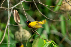 Ploceus jacksoni