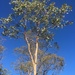 Corymbia watsoniana watsoniana - Photo (c) Geoffrey Sinclair, some rights reserved (CC BY-NC), uploaded by Geoffrey Sinclair