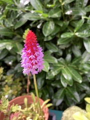 Primula vialii