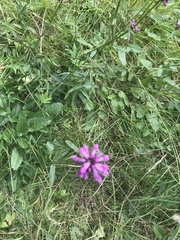 Betonica officinalis