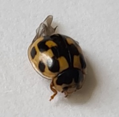Propylea quatuordecimpunctata