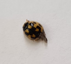 Propylea quatuordecimpunctata