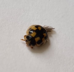 Propylea quatuordecimpunctata