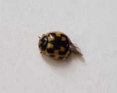 Propylea quatuordecimpunctata