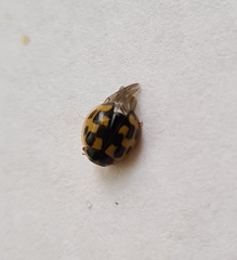 Propylea quatuordecimpunctata