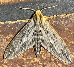Sphinx canadensis