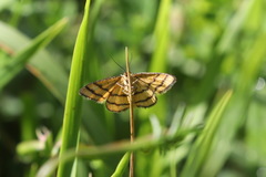 Idaea aureolaria