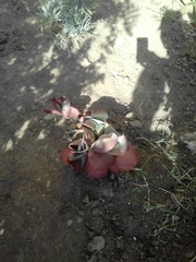 Crassulaceae