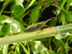 Notobitus sexguttatus