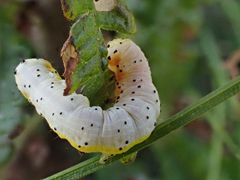 Pyrrhia