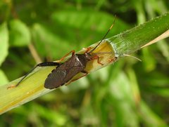 Notobitus sexguttatus