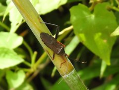 Notobitus sexguttatus