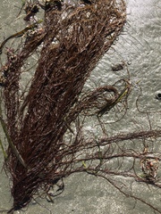 Gracilaria