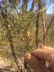 Dodonaea filifolia