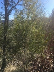 Dodonaea filifolia