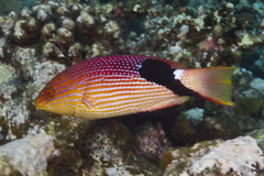 Bodianus loxozonus