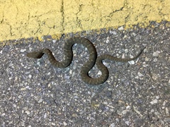 Gloydius ussuriensis