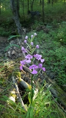 Platanthera peramoena