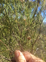 Dodonaea filifolia