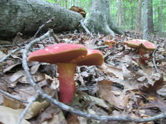 Lanmaoa pallidorosea