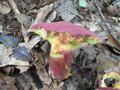 Lanmaoa pallidorosea