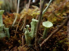 Cladonia carneola