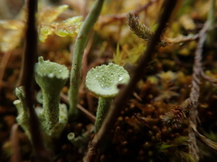 Cladonia carneola