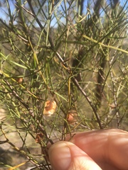 Dodonaea filifolia