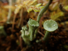 Cladonia carneola