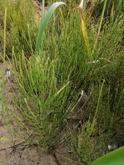 Equisetum arvense