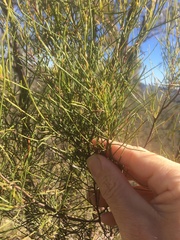 Dodonaea filifolia