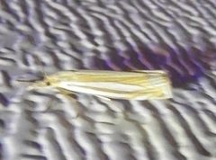 Crambus laqueatellus