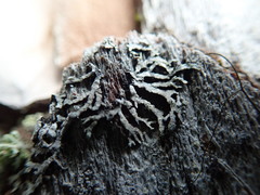 Parmeliopsis hyperopta