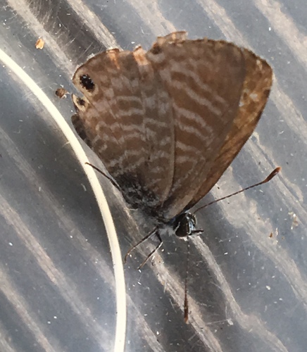iNaturalist observation photo of Marine Blue