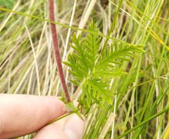 Potentilla conferta