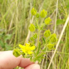 Potentilla conferta