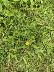 Ranunculus acris