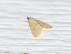 Hahncappsia pergilvalis