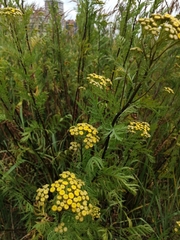 Tanacetum vulgare