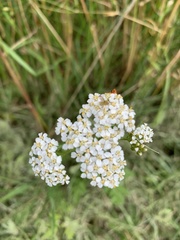Achillea millefolium