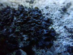 Lathagrium fuscovirens