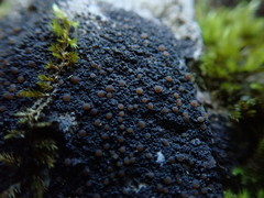 Fuscopannaria pacifica