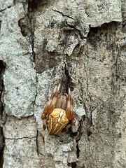 Araneus ishisawai